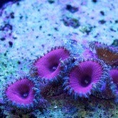 Purple Death Zoa Frag