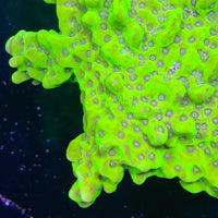 Electric Green Alien Monti Frag