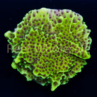 Montipora Confusa Frag