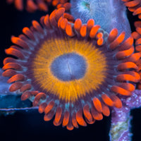 Blue Eyed Blonde Bitch Zoa Frag