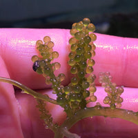 Grape Caulerpa