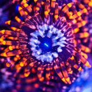 Utter Chaos Zoa Frag