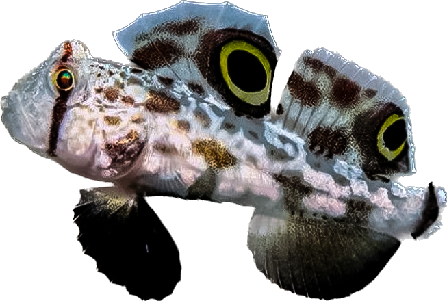 Twospot Goby