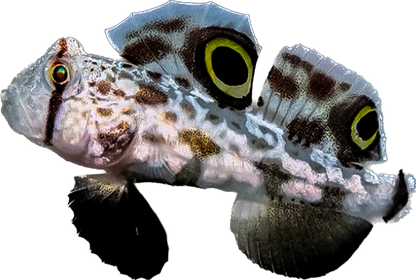 Twospot Goby