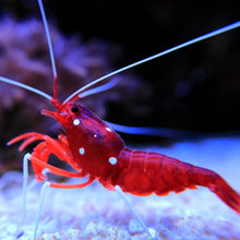 Fire Shrimp / Blood Shrimp