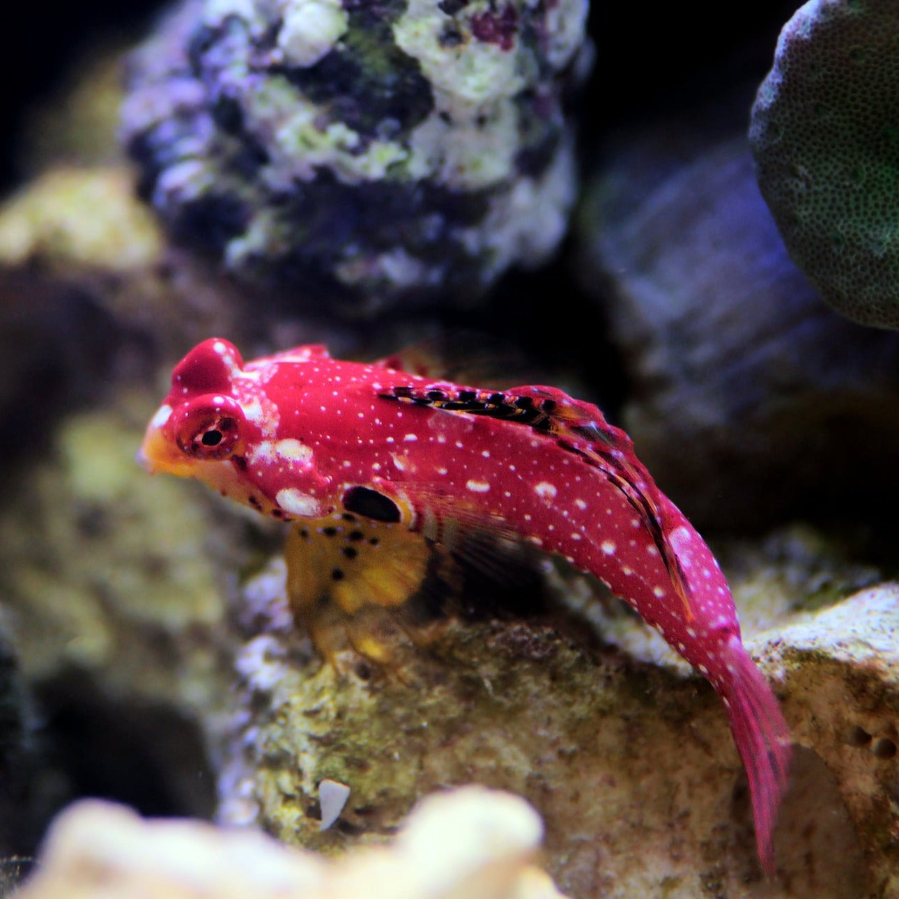 Ruby Red Scooter Blenny (Synchiropus moyeri)