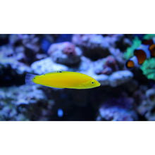 Yellow Coris Wrasse (Halichoeres chrysus)