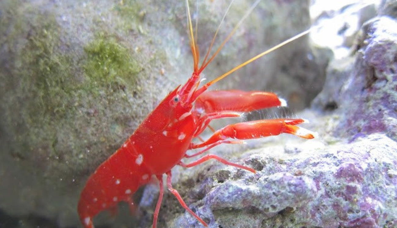 Loner Red Pistol Shrimp