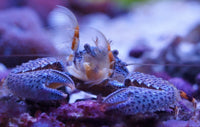 Blue Porcelain Crabs