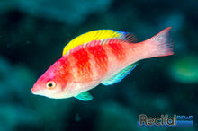 Yellowfin Fairy Wrasse 