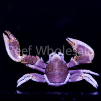 White Porcelain Anemone Crabs