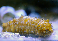 Caribbean Sea Cucumber