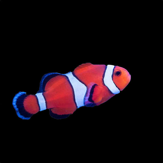 Orange Ocellaris Clownfish (Captive Bred)