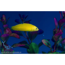 Yellow Coris Wrasse (Halichoeres chrysus)