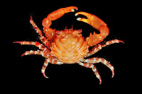 Red Emerald Crabs