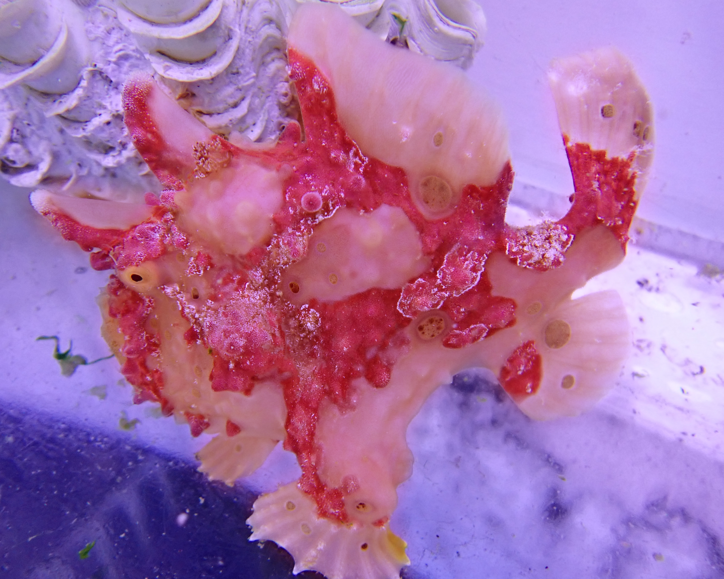 Coraline Frogfish 