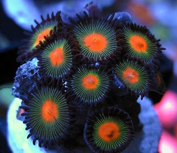 Gorilla Nipples Zoa Frag