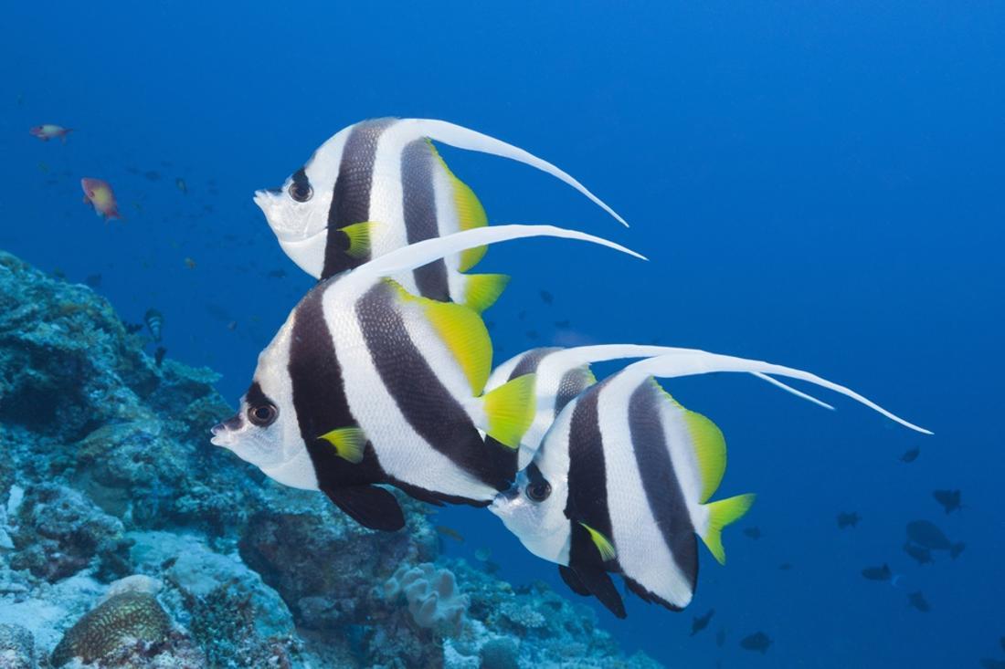 Longfin Bannerfish Small