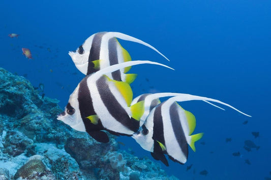 Longfin Bannerfish Small