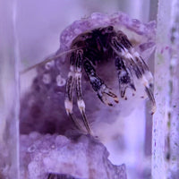 White Shell Bumblebee Hermit Crab