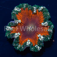 Flower Anemone - Ultra Red, Green Skirt