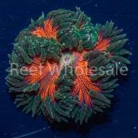 Flower Anemone - Ultra Red, Green Skirt