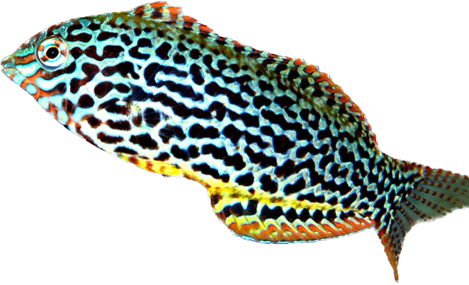 Leopard Wrasse Female