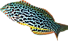 Leopard Wrasse Female