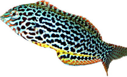 Leopard Wrasse Female