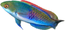 Blueheaded Fairy Wrasse M