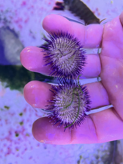 Purple Collector Urchin