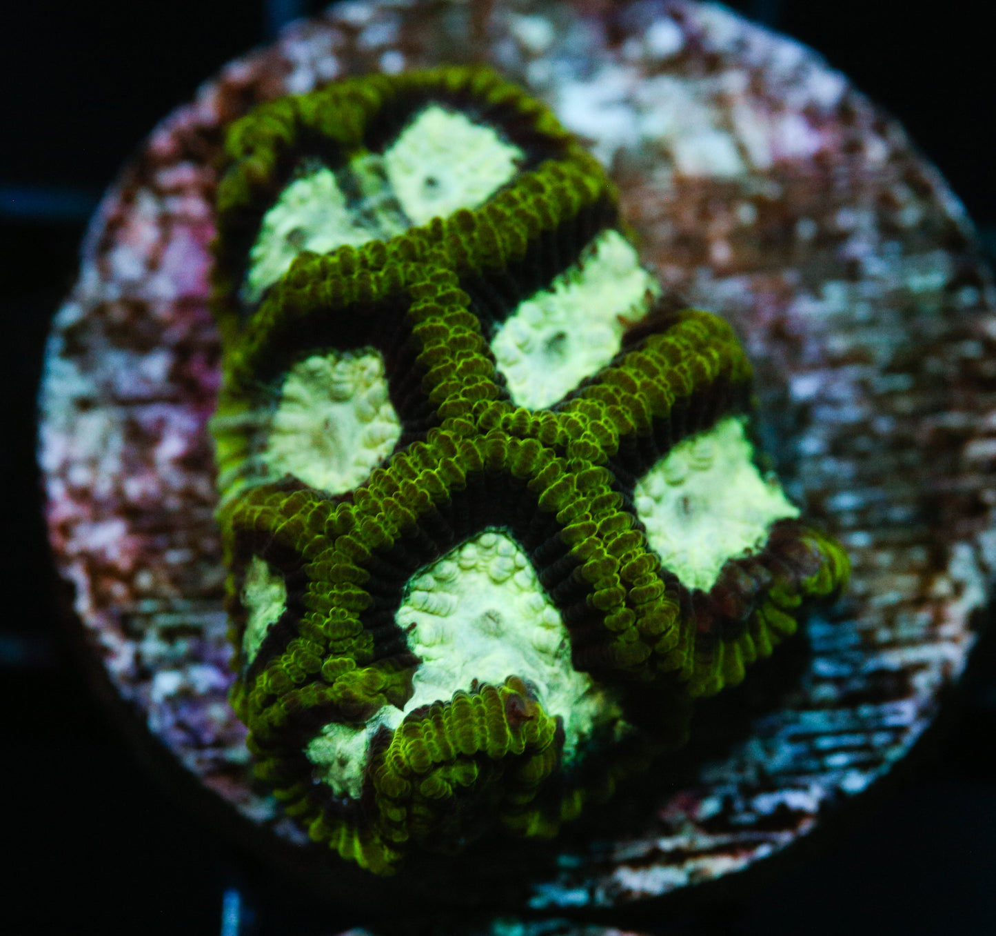 Green Favia Frags