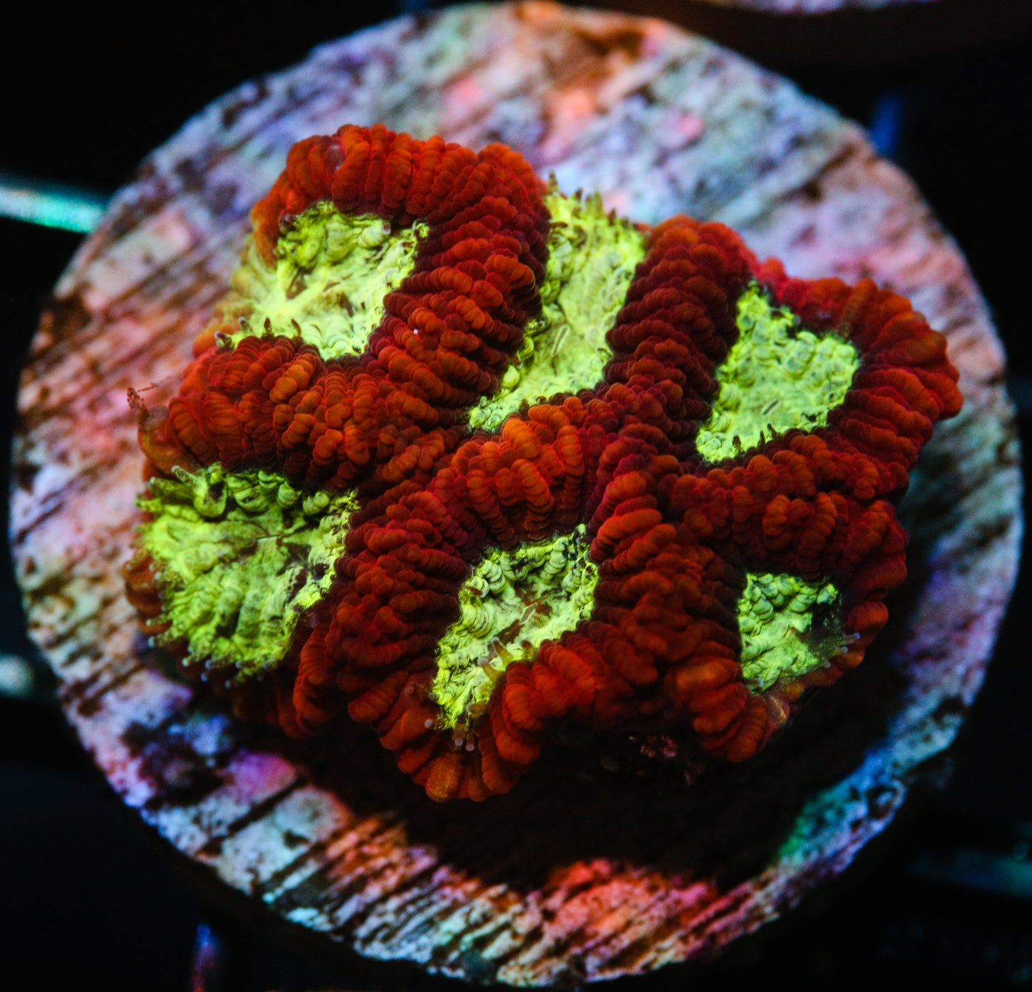 Red Favia Frags