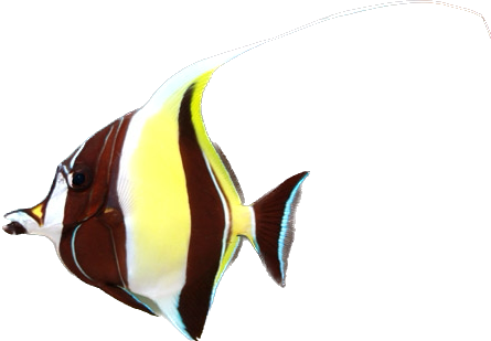 Moorish Idol L