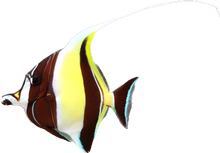 Moorish Idol L