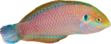 Kuiteri's Leopard Wrasse