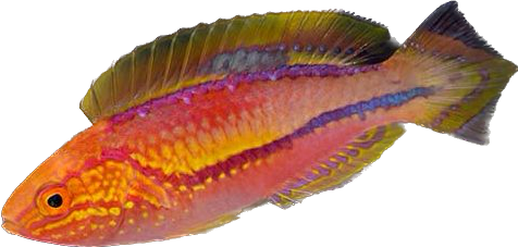 Pintail Fairy Wrasse 