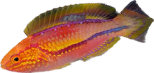 Pintail Fairy Wrasse 