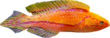 Pintail Fairy Wrasse 