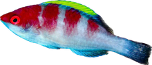 Yellowfin Fairy Wrasse 