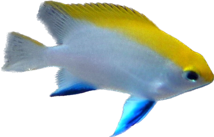 Bluefin Damsel