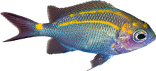 Orange Line Chromis