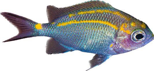 Orange Line Chromis