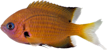 Agile Chromis