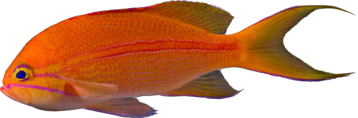 One Stripe Anthia