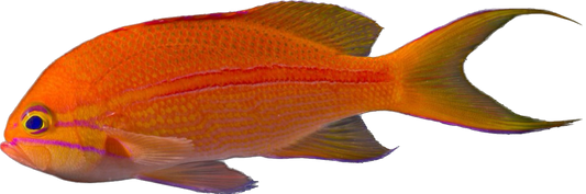 One Stripe Anthia