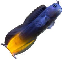 Red Tail Blenny 