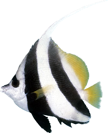 Longfin Bannerfish M