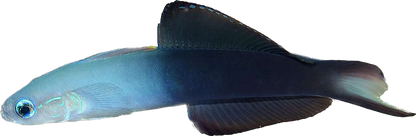 Scissortail Dartfish M