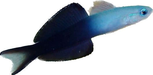 Scissortail Dartfish M
